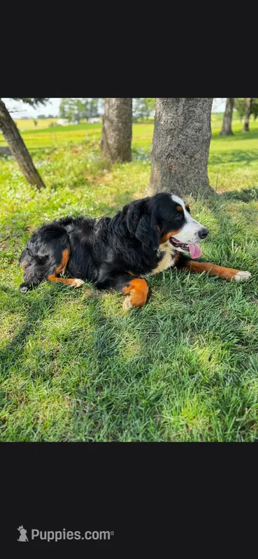 Bexley – Bernese Mountain Dog puppy for sale in York, PA