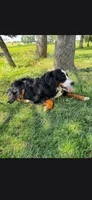 Bexley, a female Bernese Mountain Dog for sale in York, PA – 1 of 5