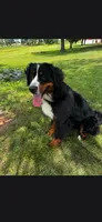 Joy, a female Bernese Mountain Dog for sale in York, PA – 4 of 5