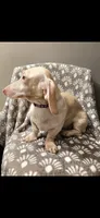 Wiinter, a female Dachshund for sale in York, PA – 2 of 4