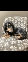 Sammie, a female Dachshund for sale in York, PA – 4 of 8