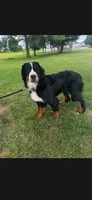 Joy, a female Bernese Mountain Dog for sale in York, PA – 3 of 5