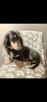Sammie, a female Dachshund for sale in York, PA – 7 of 8