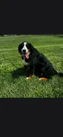 Bexley, a female Bernese Mountain Dog for sale in York, PA – 5 of 5