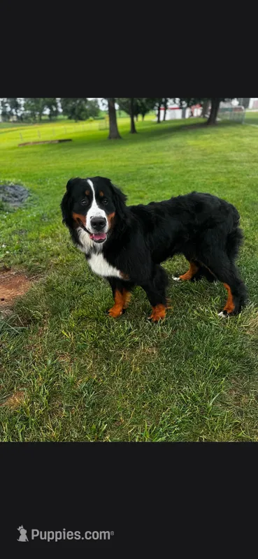 Joy – Bernese Mountain Dog puppy for sale in York, PA
