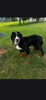 Joy, a female Bernese Mountain Dog for sale in York, PA – 1 of 5
