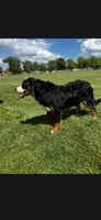 Bexley, a female Bernese Mountain Dog for sale in York, PA – 3 of 5