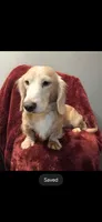 Chance, a male Dachshund for sale in York, PA – 4 of 6