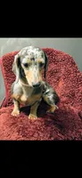 Blue, a female Dachshund for sale in York, PA – 2 of 5