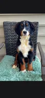 Kora, a female Bernese Mountain Dog for sale in York, PA – 2 of 5