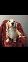 Chance, a male Dachshund for sale in York, PA – 2 of 6