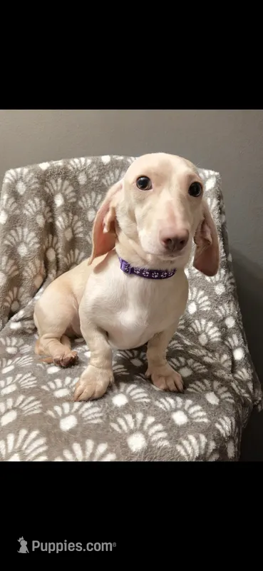 Wiinter – Dachshund puppy for sale in York, PA