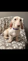 Wiinter, a female Dachshund for sale in York, PA – 1 of 4