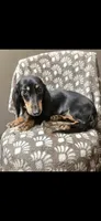 Sammie, a female Dachshund for sale in York, PA – 6 of 8