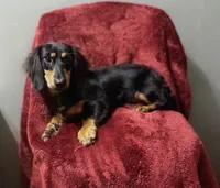 Tucker, a male Miniature Dachshund for sale in York, PA – 4 of 4