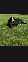 Bexley, a female Bernese Mountain Dog for sale in York, PA – 4 of 5