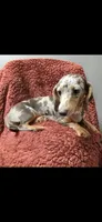 Blue, a female Dachshund for sale in York, PA – 5 of 5
