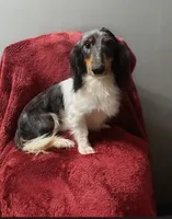 Mason, a male Miniature Dachshund for sale in York, PA – 3 of 6