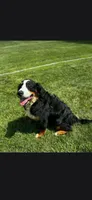 Bexley, a female Bernese Mountain Dog for sale in York, PA – 2 of 5