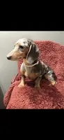 Blue, a female Dachshund for sale in York, PA – 3 of 5
