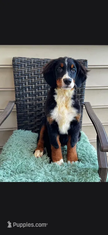 Kora – Bernese Mountain Dog puppy for sale in York, PA