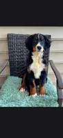 Kora, a female Bernese Mountain Dog for sale in York, PA – 1 of 5