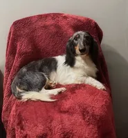 Mason, a male Miniature Dachshund for sale in York, PA – 2 of 6