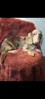Charlie, a male Miniature Dachshund for sale in York, PA – 4 of 4