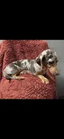 Blue, a female Dachshund for sale in York, PA – 4 of 5