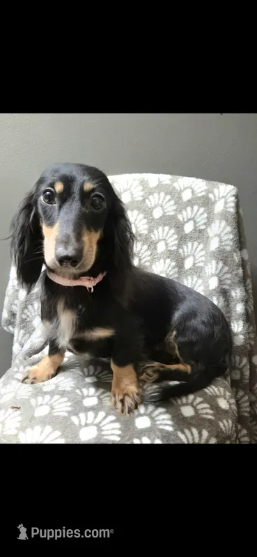 Sammie – Dachshund puppy for sale in York, PA