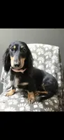Sammie, a female Dachshund for sale in York, PA – 1 of 8