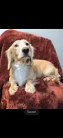 Chance, a male Dachshund for sale in York, PA – 3 of 6