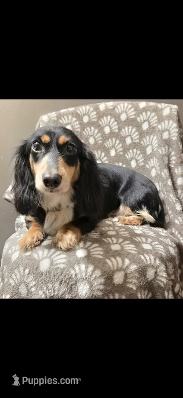 Brooklyn – Miniature Dachshund puppy for sale in York, PA
