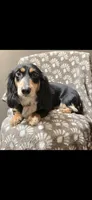 Brooklyn, a female Miniature Dachshund for sale in York, PA – 1 of 2