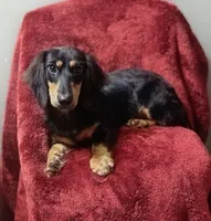 Tucker, a male Miniature Dachshund for sale in York, PA – 3 of 4