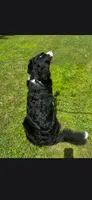 Rya, a female Bernese Mountain Dog for sale in York, PA – 3 of 3