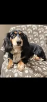 Brooklyn, a female Miniature Dachshund for sale in York, PA – 2 of 2