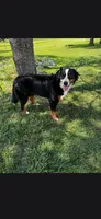 Sadie , a female Bernese Mountain Dog for sale in York, PA – 2 of 5