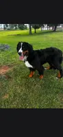 Joy, a female Bernese Mountain Dog for sale in York, PA – 5 of 5