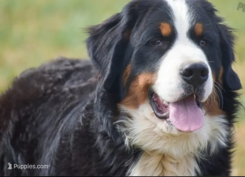 Brody – Bernese Mountain Dog puppy for sale in York, PA