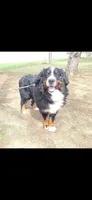 Bruno, a male Bernese Mountain Dog for sale in York, PA – Photo 3 of 5