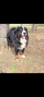 Bruno, a male Bernese Mountain Dog for sale in York, PA – Photo 5 of 5