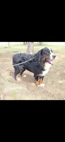 Bruno, a male Bernese Mountain Dog for sale in York, PA – Photo 2 of 5