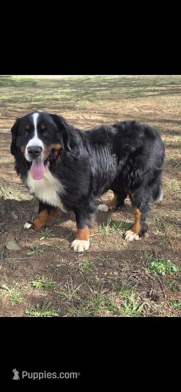 Bruno – Bernese Mountain Dog puppy for sale in York, PA