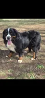Bruno, a male Bernese Mountain Dog for sale in York, PA – Photo 1 of 5