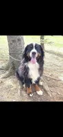 Bruno, a male Bernese Mountain Dog for sale in York, PA – Photo 4 of 5