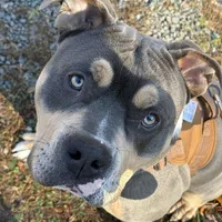 B, a male American Bully for sale in New Haven, CT – Photo 2 of 8