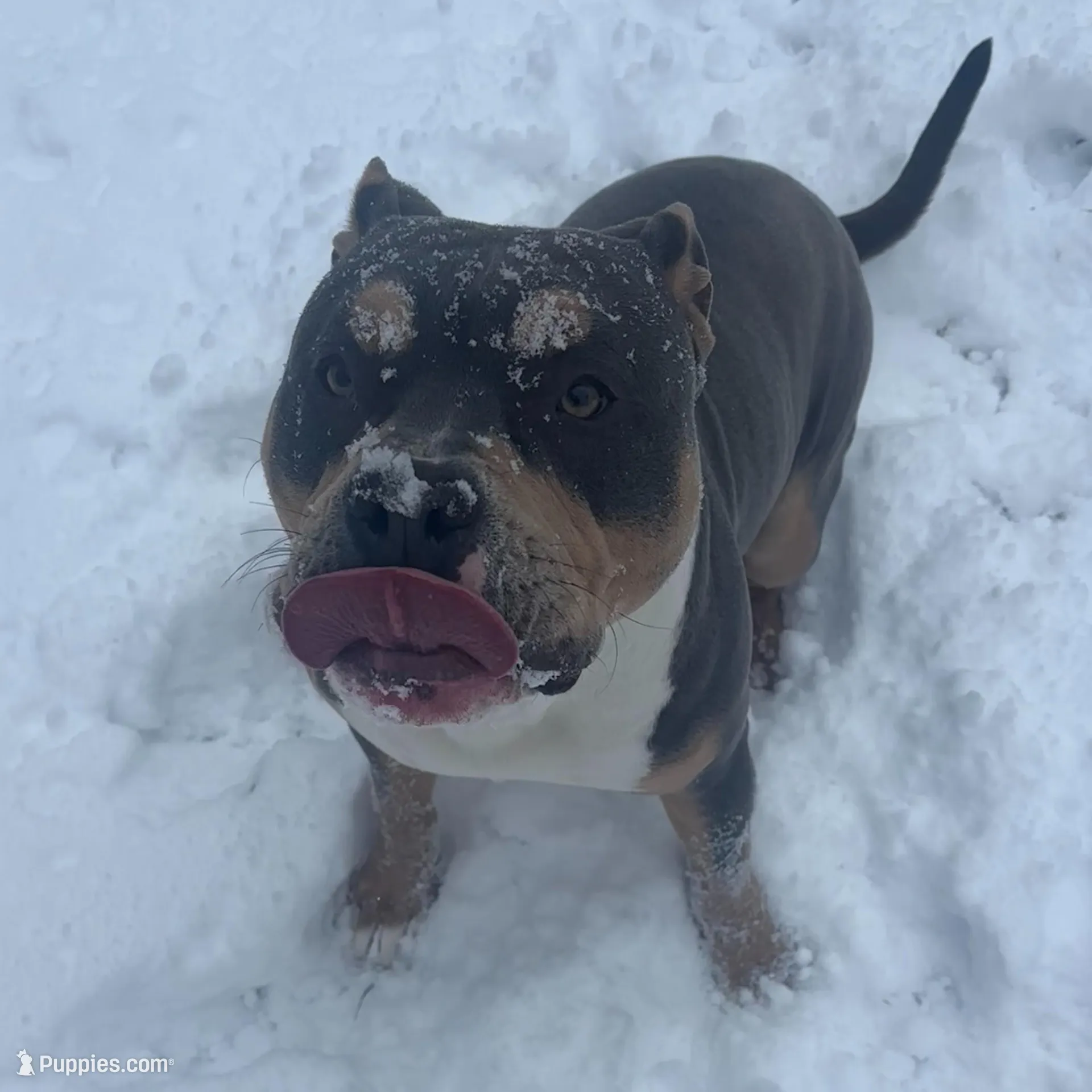 B, a male American Bully for sale in New Haven, CT – Photo 5 of 8