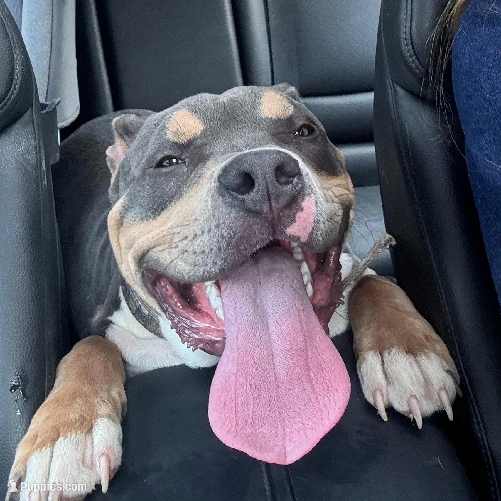 B, a male American Bully for sale in New Haven, CT – Photo 1 of 8