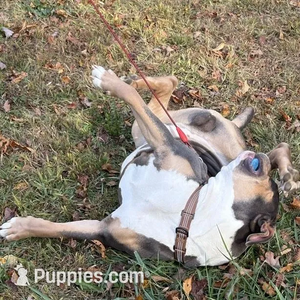 B, a male American Bully for sale in New Haven, CT – Photo 8 of 8